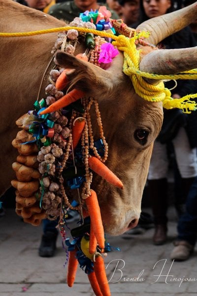 Fiestas patronales de Corregidora